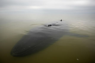 Humbak w Bałtyku. Niemcy podjęli ostateczną decyzję o jego losie