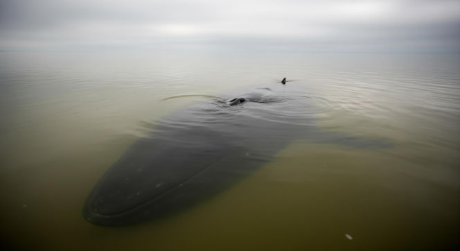 Humbak w Bałtyku. Niemcy podjęli ostateczną decyzję o jego losie