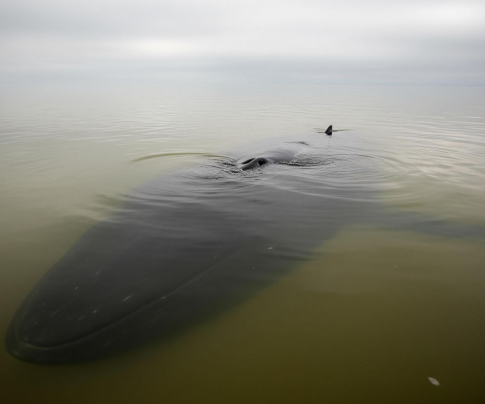 Duże, ciemne zwierzę wodne częściowo zanurzone jest w mętnej, zielonkawo-brązowej wodzie, zajmując większą część dolnej połowy kadru. Widoczne są jego głowa z otworami oddechowymi wystającymi ponad powierzchnię wody oraz grzbietowa płetwa umieszczona w górnej, prawej części zwierzęcia, również wystająca z wody. Powierzchnia wody jest lekko falująca, a nad nią rozciąga się jednolite, szare niebo.