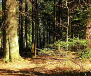 Rezerwat Sufraganiec