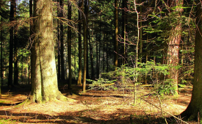 Rezerwat Sufraganiec