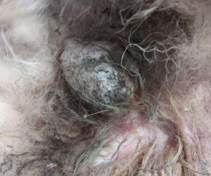 Śląskie: Co za horror! Pies był żywcem zjadany przez robaki! Nic nie dało się już zrobić [ZDJĘCIA]