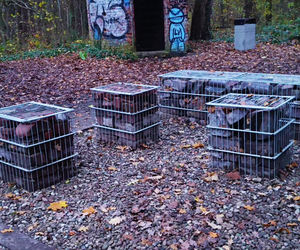 Teren wokół Wieży Quistorpa został uporządkowany