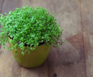 Soleirolia rozesłana