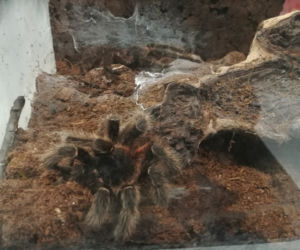 Porzucone terrarium w centrum Bydgoszczy! W środku ruszało sie coś włochatego [ZDJĘCIA]