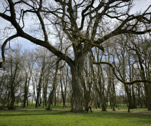 Pałac w Pawłowicach