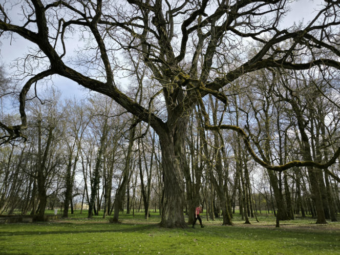 Pałac w Pawłowicach