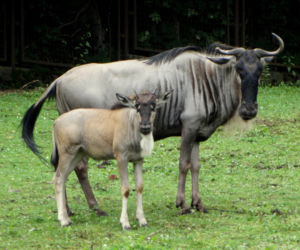 We wrocławskim zoo urodziły się gnu białobrode