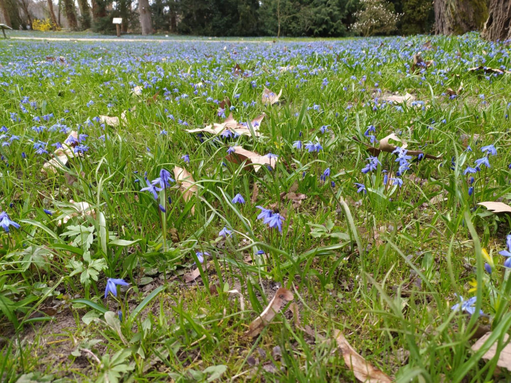 Wiosna w Arboretum Kórnickim