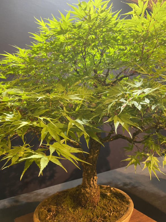 "Potworne Cuda", Światowa Wystawa Orchidei, Bonsai i Sukulentów oraz targi roślin na PGE Narodowym