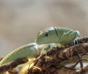 We wrocławskim zoo wykluła się jaszczurka ostrobrzucha