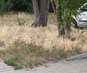 Wrocław jak pustynia! Przerażające widoki w parkach i na osiedlach