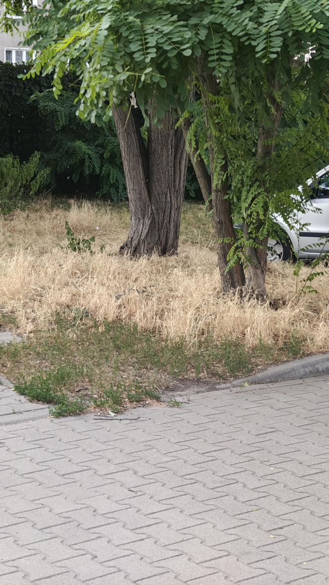 Wrocław jak pustynia! Przerażające widoki w parkach i na osiedlach