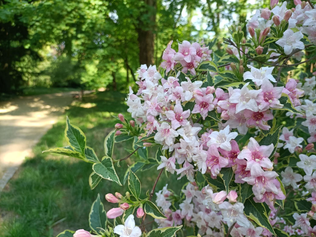 Arboretum Kórnickie - raj dla miłośników pięknych roślin