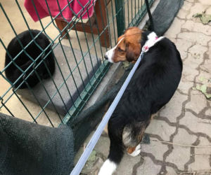 Gambit trafił do schroniska z ulicy. Teraz szuka kochającego domu 