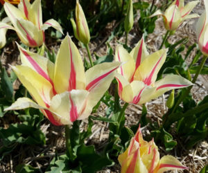 Tulipany liliokształtne