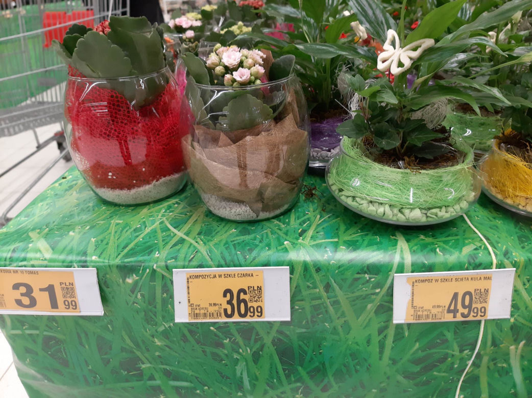 Ceny kwiatów na Dzień Kobiet w popularnych marketach 