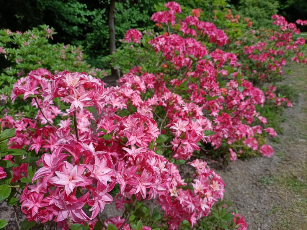 Arboretum Kórnickie - raj dla miłośników pięknych roślin