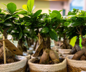 Czy ficus microcarpa 'Ginseng' trzeba przesadzić po zakupie?