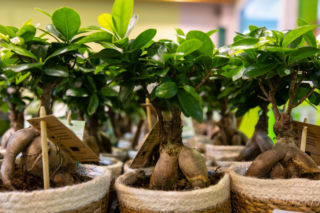 Ficus 'Ginseng' to roślina, którą wszyscy teraz kupują. Mało kto wie, jak o nią dbać, by nie zmarniała