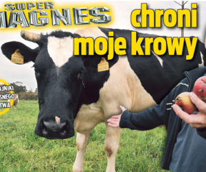 Super Magnes chroni moje krowy