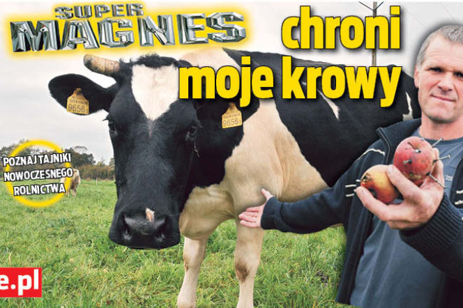 Super Magnes chroni moje krowy