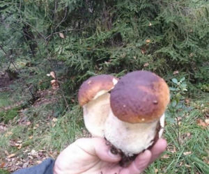 Grzybobranie na Podkarpaciu: Zdjęcia Czytelników