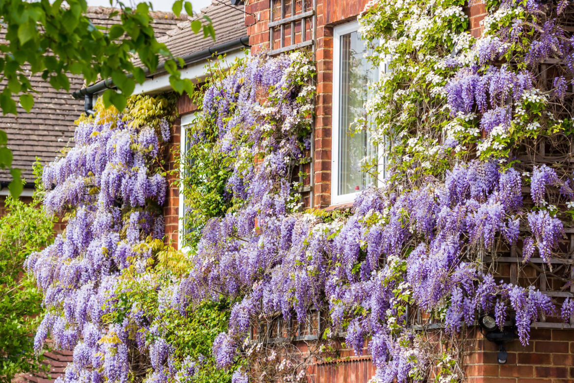 Pnącza na balkon: wisteria