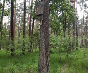 Drzewo miało iść pod topór. Uratował je ptak mniejszy od wróbla