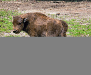 ZOO ma nowe cielaki