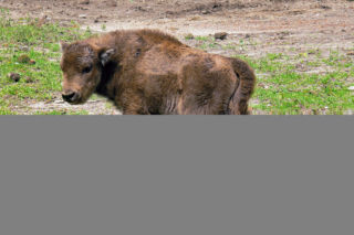 ZOO ma nowe cielaki