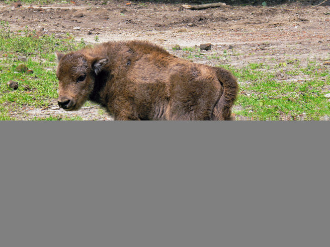 ZOO ma nowe cielaki