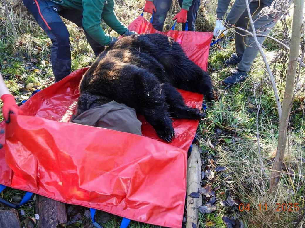 Mieszkaniec Częstochowy trzymał niedźwiedzia w niewoli. Trafił do zoo w Poznaniu