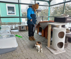 Mruczki w roli głównej. Dzień Kota w schronisku dla bezdomnych zwierząt w Henrykowie