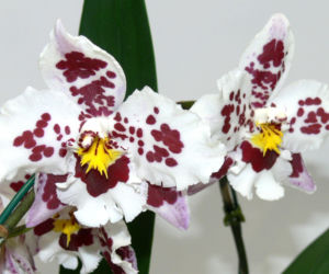 Cambria – piękny storczyk, który zakwitnie dwa razy w roku!