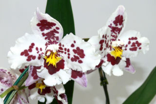 Jak uprawiać Cambrię? [Porada eksperta]