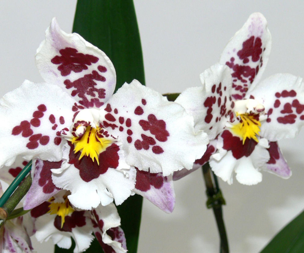 Cambria – piękny storczyk, który zakwitnie dwa razy w roku!