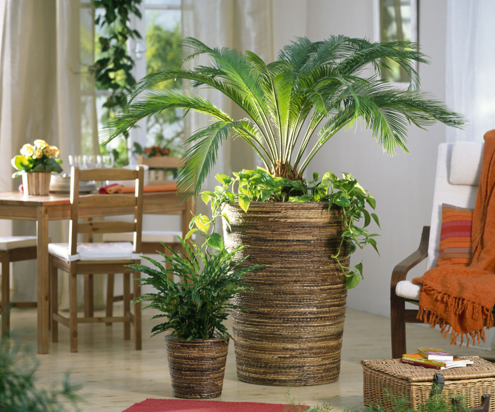 Cycas