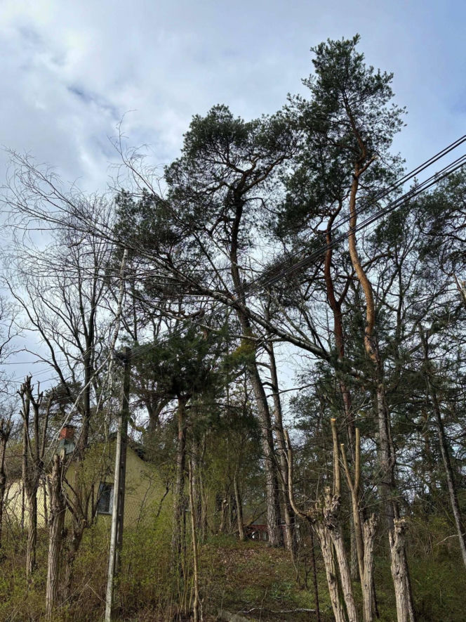 Interwencje Strażaków przy likwidacji szkód spowodowanych przez gwałtowny wiatr i burze