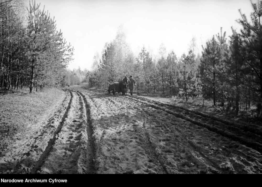 Białowieża, 1937 r.