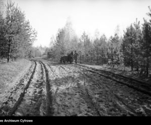 Białowieża, 1937 r.
