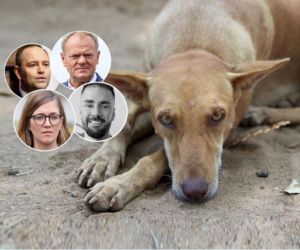 Którzy politycy to prawdziwi psiarze? Jest ich wielu i kochają psy ponad wszystko