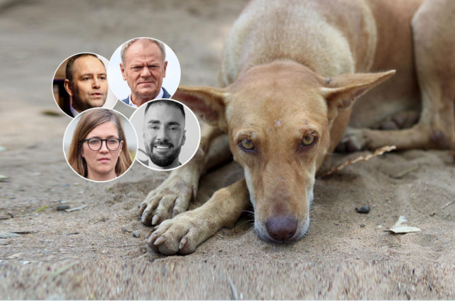 Którzy politycy to prawdziwi psiarze? Jest ich wielu i kochają psy ponad wszystko