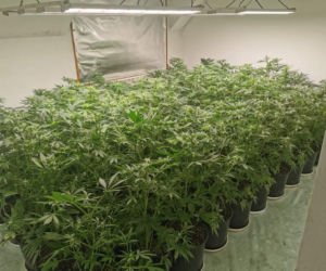 Plantacja konopi w Alwerni zlikwidowana. Kilkaset krzewów w rękach policji