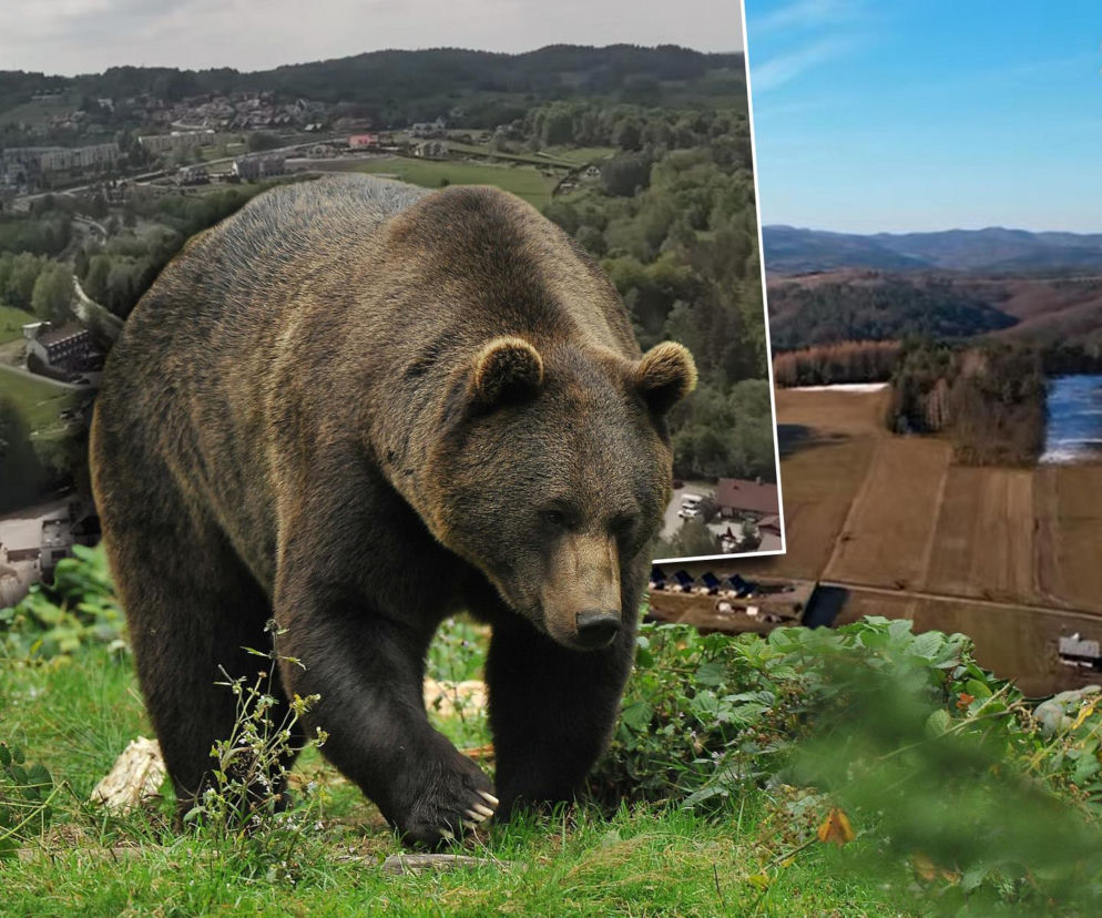 Bieszczady mają problem. Rosnąca obecność niedźwiedzi odstrasza turystów!