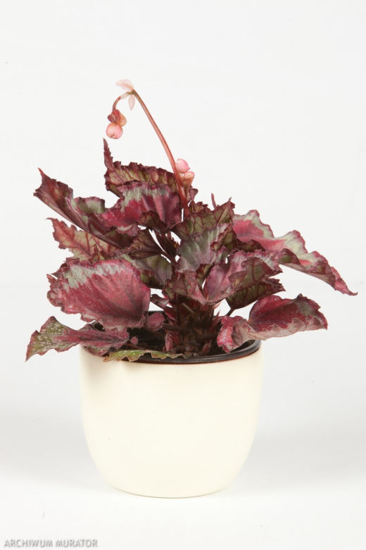 Begonia królewska