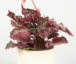 Begonia królewska