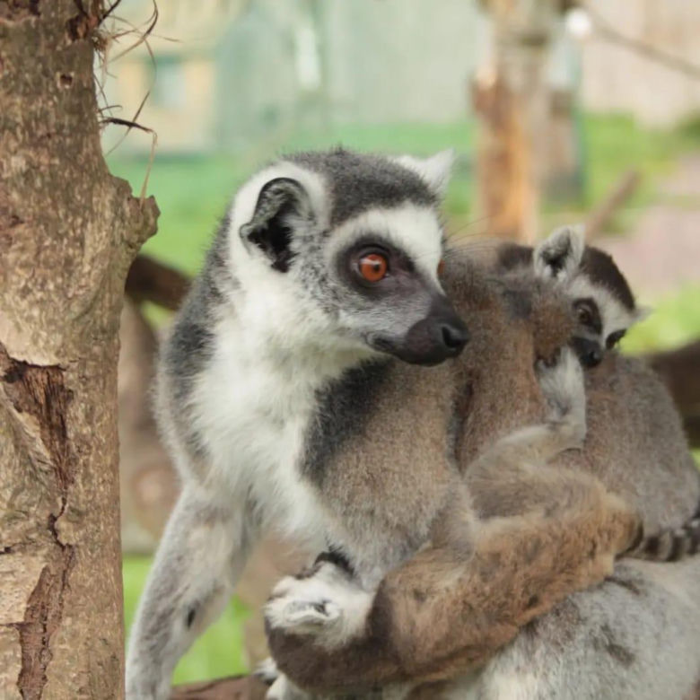 ZOO Łączna 