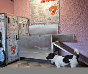 dog wash