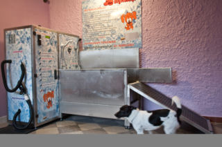 dog wash